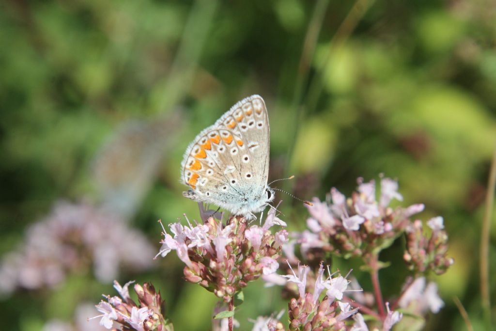 Polyommatus thersites?